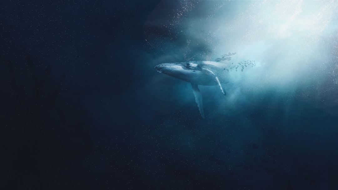 A whale's footprint, left intact on-chain — data a third party can verify, wallet by wallet